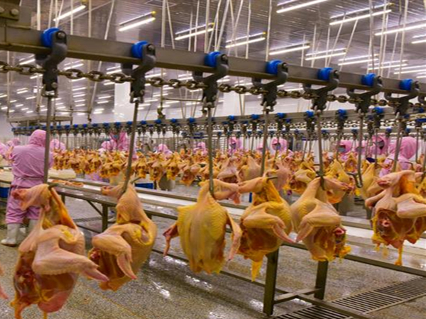 屠宰廠(chǎng)廢氣異味處理方法有哪些